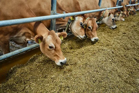 Bulk Cattle Feed Exporter in Qatar