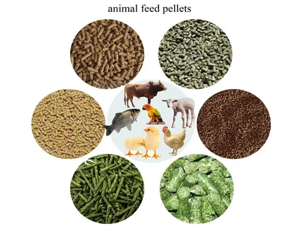 Trusted Animal Feed Supplier Across UAE
