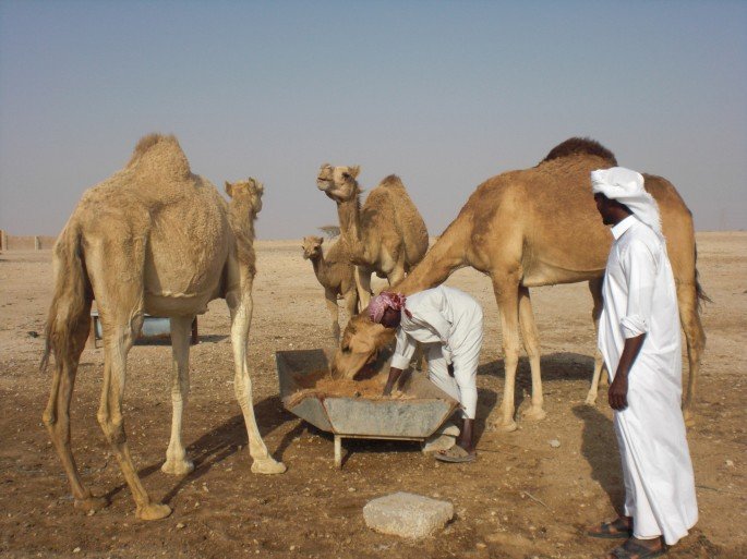 Camel Feed
