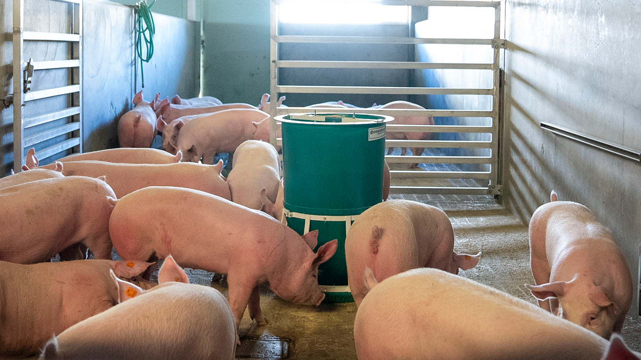 Swine Feed