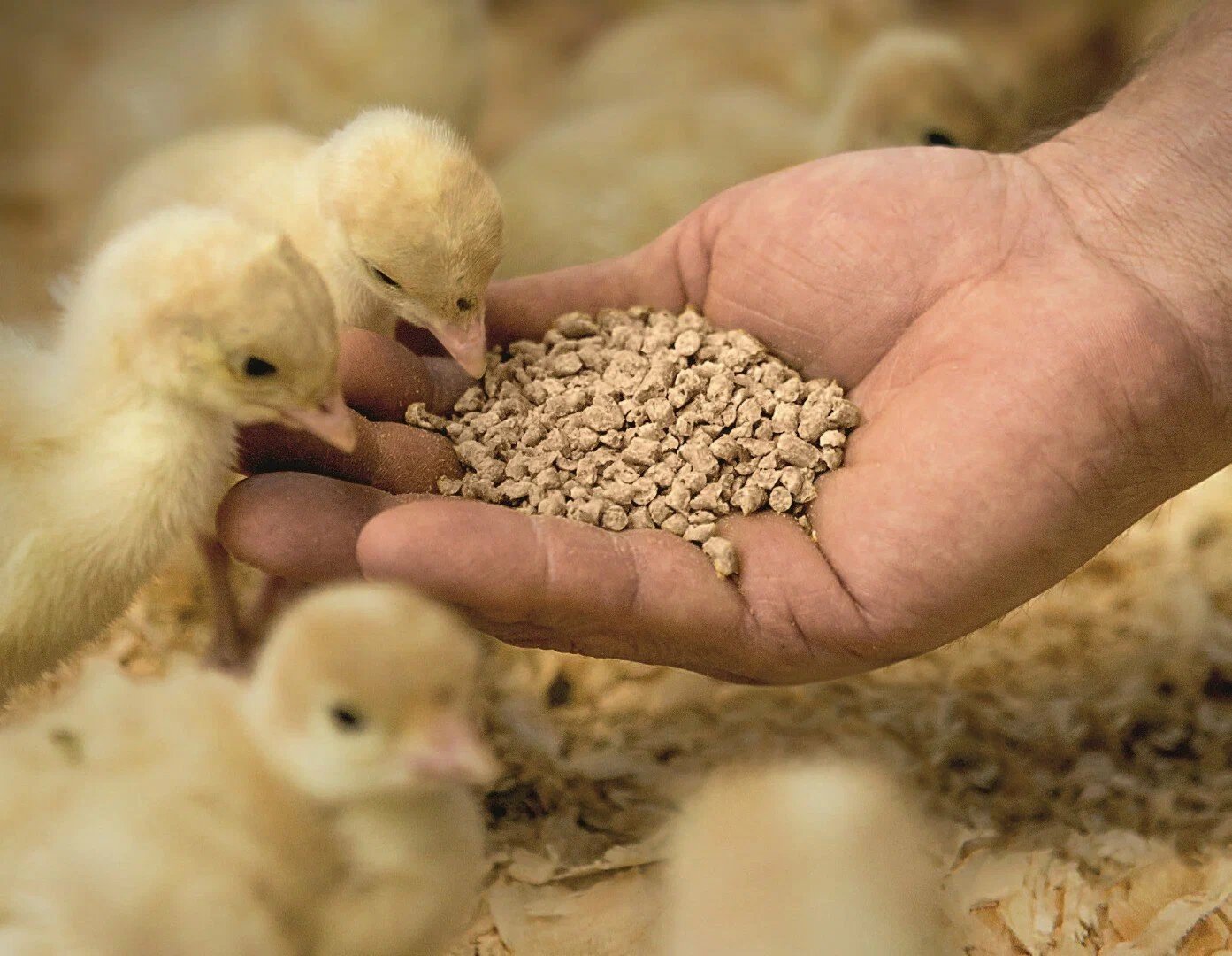 Poultry Feed